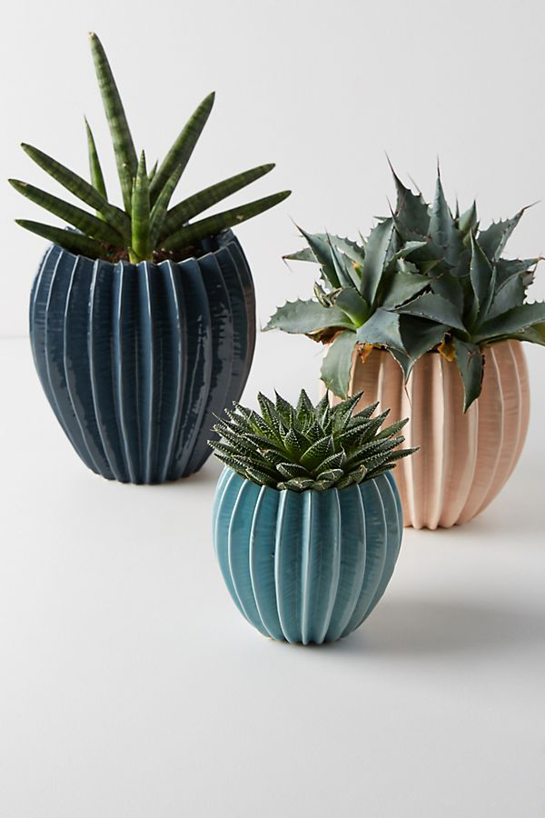 Plant Pots